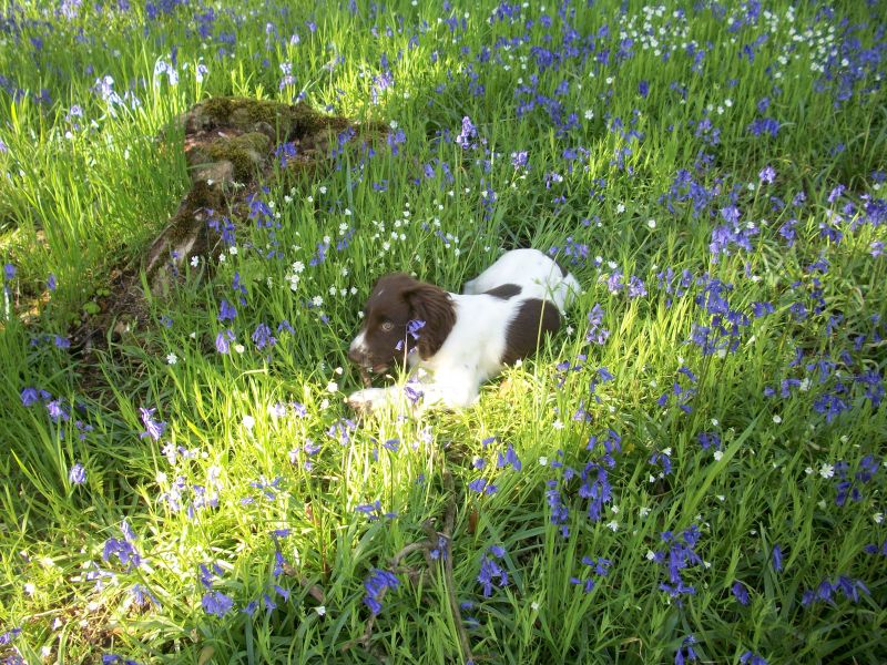 22may Bryn Bluebells.JPG